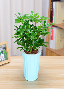 揭秘宁波奉化植物出租方案，打造独特绿色空间