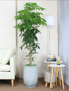 超实惠！杭州湾绿化修剪等你来选！