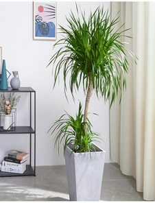 宁波杭州湾绿植租赁公司