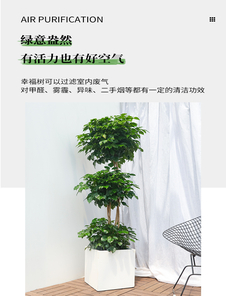 宁波花木出租价格全知道，一文带你看明白