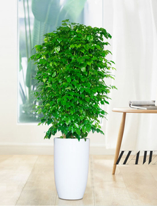 探寻杭州湾最佳花卉租赁，这家千万别错过！