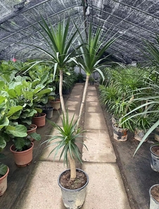 慈溪绿植出租专业