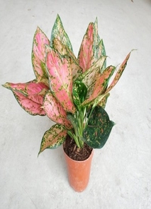 专业奉化植物租摆，让绿植点亮您的世界