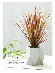 探索宁波江北花卉租赁方案，开启别样花卉之旅