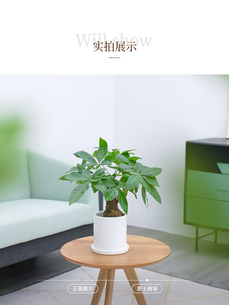 花卉租赁新体验，鄞州花木租摆公司等你来！