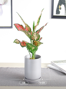 江北花卉出租价格大揭秘，你知道租花要花多少钱吗？