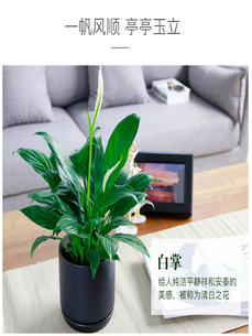 镇海植物租摆专业，为您打造独特绿色空间