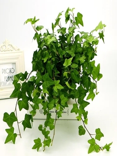 解锁宁波镇海花木租赁设计，开启美好新体验