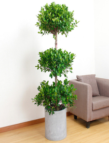 花卉出租选宁波杭州湾，装点生活每一处美好！