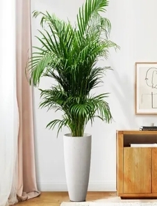 宁波江北绿植出租，给您的场所注入蓬勃生命力