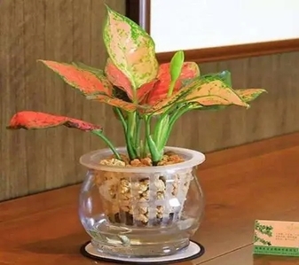 余姚盆景租赁哪家好