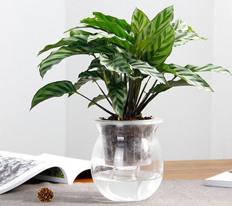 宁波北仑花木出租哪家好？专业团队为你打造多彩空间