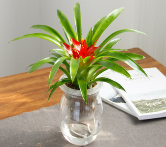 寻宁波奉化植物出租专业服务，扮靓你的环境