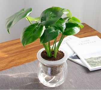 宁波杭州湾绿化养护设计，让城市焕发生机