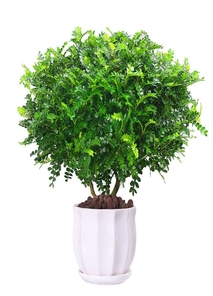 探寻杭州湾盆景租赁优质之选，快戳进来！