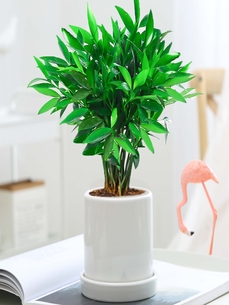 宁波杭州湾植物租摆公司