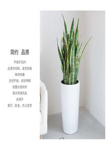 惊！宁波海曙植物租赁价格大揭秘