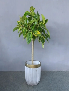 解锁海曙盆景租赁方案，领略独特绿植风情