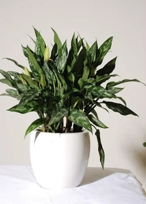 宁波盆景租摆哪家出色？这里答案超精彩！